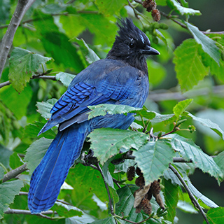 Glacier NP - Steller's jay